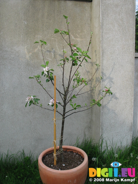 26482 Apple tree